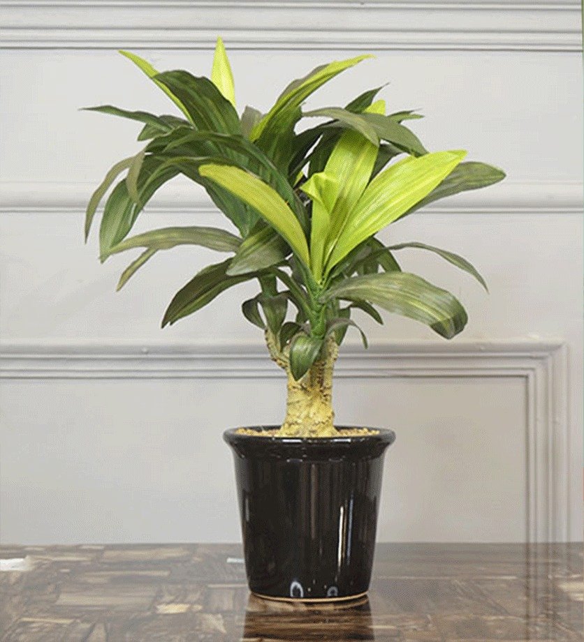 Beautiful Indoor Plants